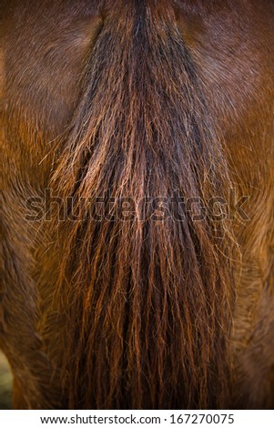 Tail of a Horse