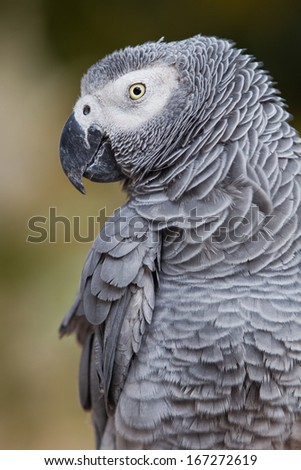 African Gray Parrot.