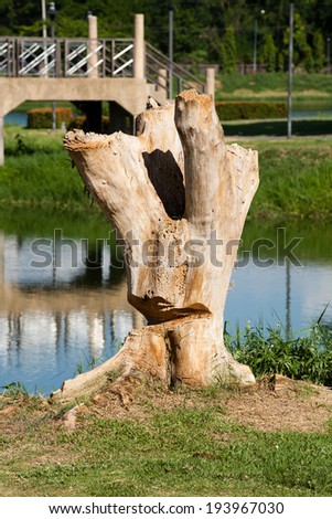 Trimmed tree stump
