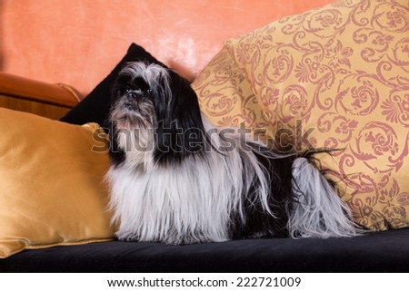 Dog on a sofa