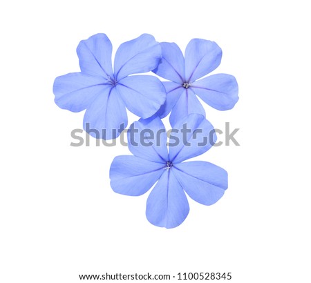 Similar – Image, Stock Photo Blue flowers of Cape Leadwort also known as Blue Plumbago or Plumbago Auriculata