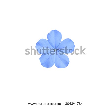 Similar – Image, Stock Photo Blue flowers of Cape Leadwort also known as Blue Plumbago or Plumbago Auriculata