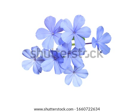 Similar – Image, Stock Photo Blue flowers of Cape Leadwort also known as Blue Plumbago or Plumbago Auriculata