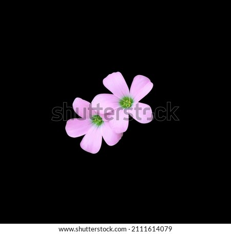 Oxalidaceae or Purple shamrock or Love plant flowers.Closeup pink small head flowers bouquet isolated on black background with clipping path. The side of blooming pink flowers bunch.