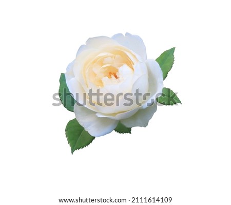 Closeup white rose flower on green leaves isolated on white background. The side of blooming white rose flower bouquet.