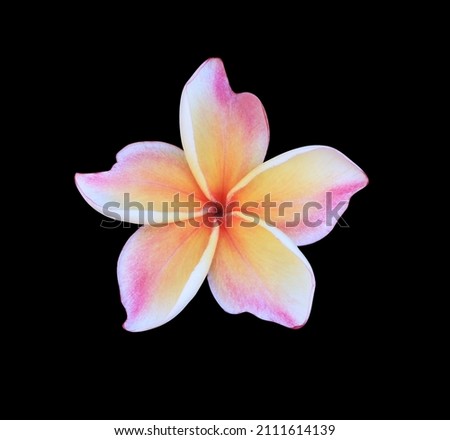 Plumeria, Frangipani, Graveyard tree, Close up pink-orange single head plumeria flower isolated on black background with clipping path. Top view  purple-yellow blooming frangipani flower