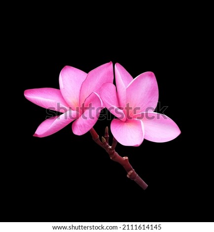 Plumeria, Frangipani, Graveyard tree, Close up pink-purple plumeria flower bouquet isolated on black background with clipping path. The side of pink-purple frangipani flower branch.