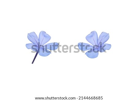 Similar – Image, Stock Photo Blue flowers of Cape Leadwort also known as Blue Plumbago or Plumbago Auriculata