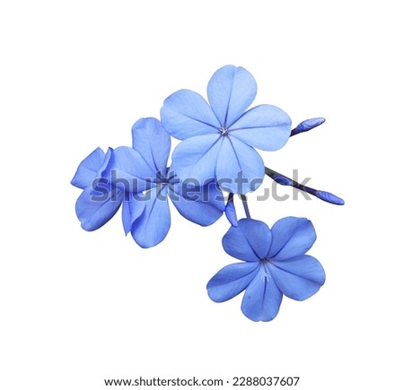 Similar – Image, Stock Photo Blue flowers of Cape Leadwort also known as Blue Plumbago or Plumbago Auriculata