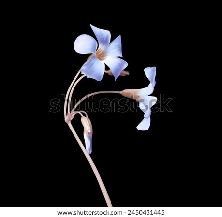 Similar – Image, Stock Photo Lovely purple flowers close up