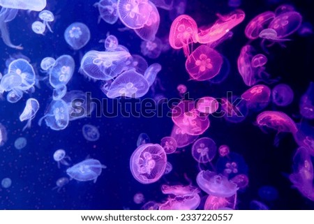 Similar – Image, Stock Photo jellyfish Jellyfish Ocean