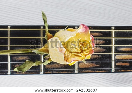 Wilted rose flower on guitar fretboard isolated on the bright background