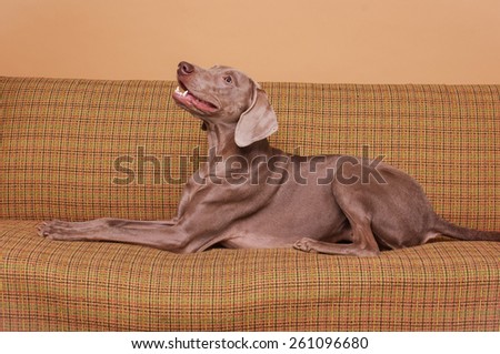 Brown dog lying on the old vintage couch