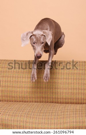 Funny naughty dog jumping over the couch in action