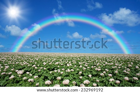 Potato field with sky and rainbow