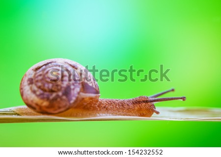 Beautiful little snail crawling on blade of grass on background of summer green park.