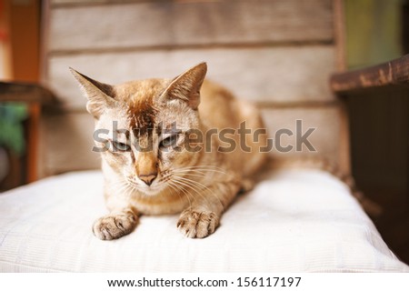 Beautiful beige purebred cat lying on chair.