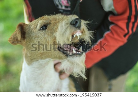 Dog breed Fox-Terrier against green of Park in summer.
