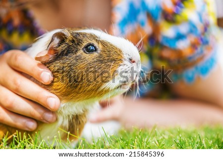 Little girl lying on grass and petting guinea pig.