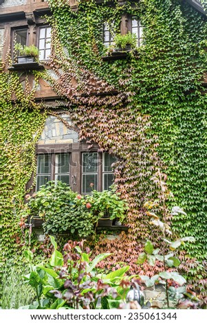 View of windows and of a wall covered with green ivy