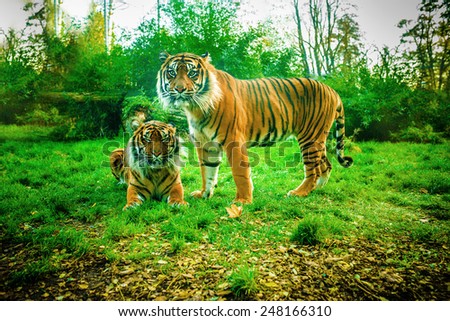Tiger is largest cat species, reaching total body length of up to 3.38 m over curves and weighing up to 388.7 kg in wild.