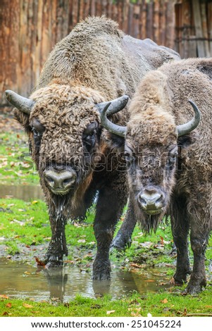 European bison, also known as wisent or the European wood bison, is Eurasian species of bison. It is one of two extant species of bison, alongside American bison.