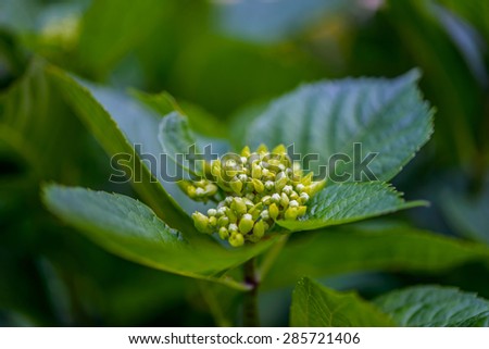 Sambucus (elder or elderberry) is a genus of flowering plants in the family Adoxaceae. It was formerly placed in the honeysuckle family, Caprifoliaceae, but was reclassified due to genetic evidence.
