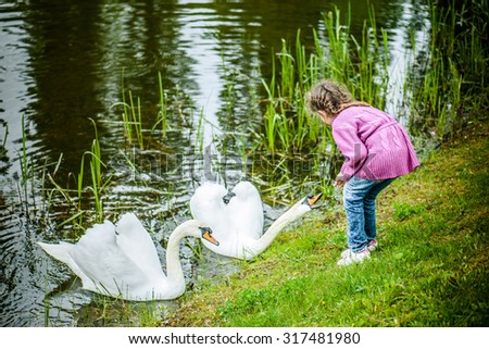 Little girl feeding white swans on a pond in summer city park.