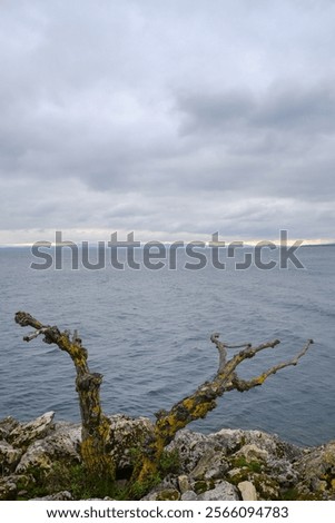 Image, Stock Photo Foreground of a dead stick, with a defocused bacground of a woman posing