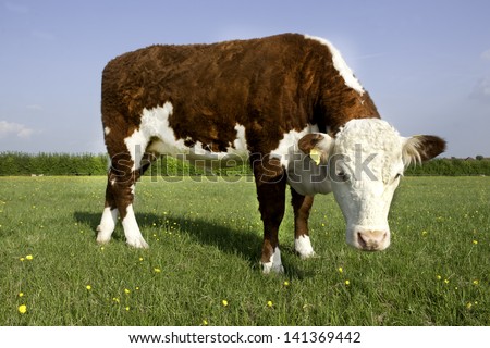 A single Hereford Cow in a field of grass and buttercups