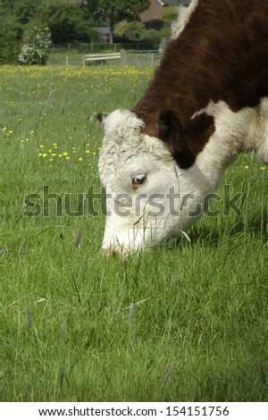The head of a pedigree Hereford cow grazing in a grassy field of buttercups