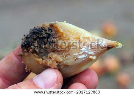 Onion damaged by Delia antiqua, commonly known as the onion fly and Eumerus strigatus or lesser bulb fly, are a cosmopolitan pests of crops. The larvae - maggots feed on onions, garlic, and others.