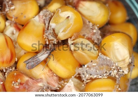 Maize grain damaged by Indian mealmoth Plodia interpunctella. Visible cobweb, droppings, damaged grains,  caterpillars and a moth. Stock foto © 