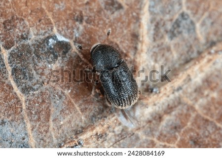 Similar – Image, Stock Photo Bark beetle Bark-beetle