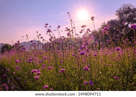 Similar – Image, Stock Photo Pink flowers growing on rocky mountains in sunny haze