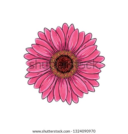 Brite pink magenta color with black and white line gerbera flower isolated. Hand-drawn contour lines and strokes. Vector flower gerbera. Element for design. Gerber Daisy sketch illustration.