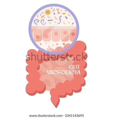 Epithelium of gits. Human microbiome and intestine anatomical clipart. Microbiota and surface area of intestinal walls. Intestinal villi and epithelial cells. Digestive system vector illustration