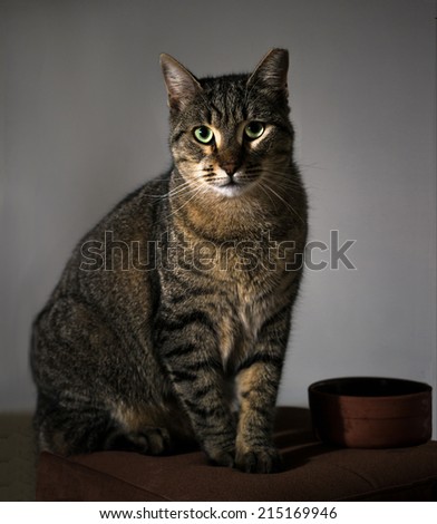 Cat and Feeding bowl still life. Shot with diffused flash in a studio setting
