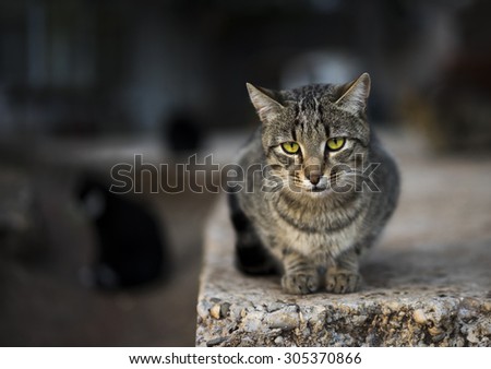 Detail of a reclining cat against an out of focus background. Rich color and exquisite detail