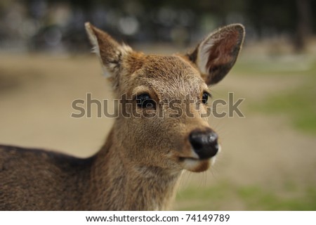 Cute deer found in the City of Nara in Japan
