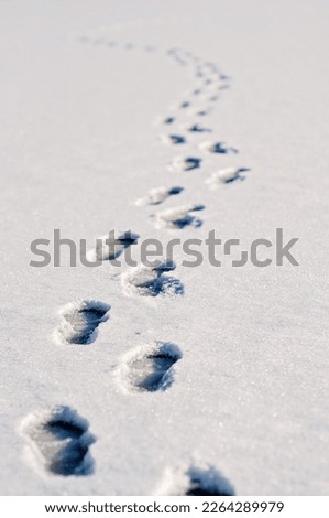 Similar – Image, Stock Photo Walk in the snow Outdoors