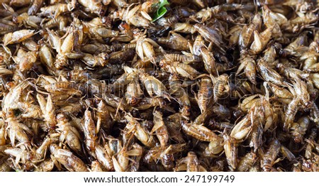 Fried crickets is the food in thai.