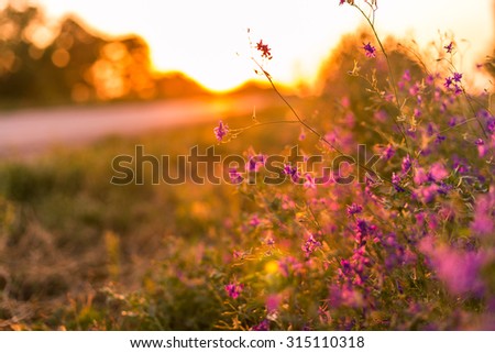 Wild flowers at sunset next to road