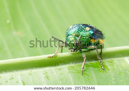 Metallic wood-boring beetle.