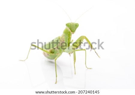 Female European Mantis or Praying Mantis, Mantis religiosa, in front of white background.