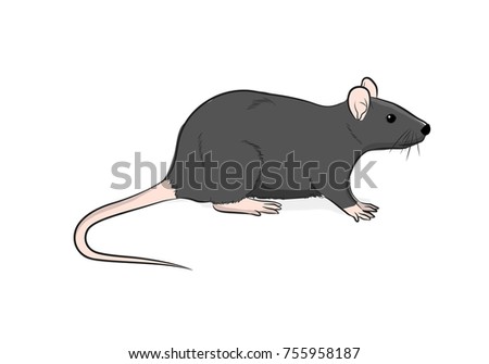 Wild Brown Rat Vector Illustration
