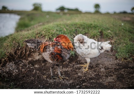 Ayam Kampung In English : Selain itu, ada kokok balenggek (sumbar