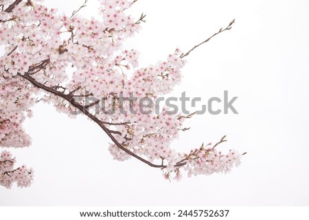 Similar – Foto Bild Schöne rosa Sakura Blumen, Kirschblüte während des Frühlings gegen blauen Himmel