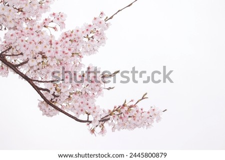 Similar – Image, Stock Photo branch with blooming pink rose buds and green leaves, banner