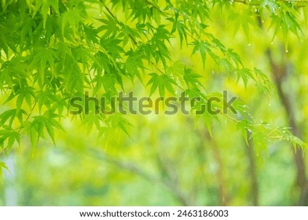 Similar – Image, Stock Photo Wet maple leaves in black and white